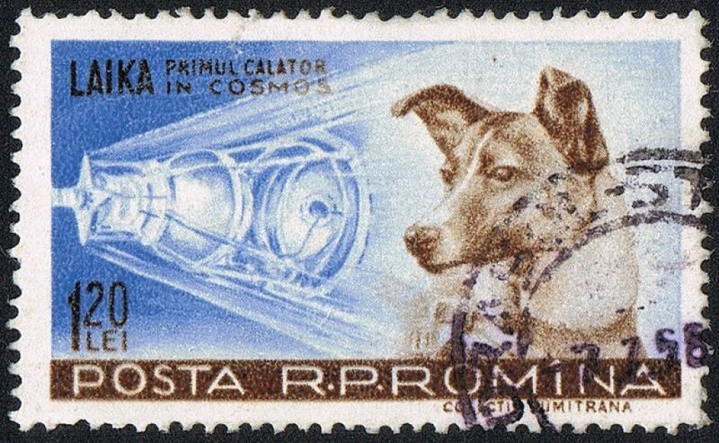 Moskova Sokaklarından Dünya'nın Yörüngesine; Laika